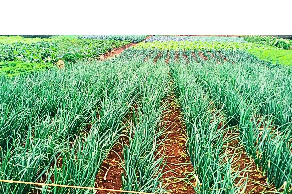 shamba mtaani sustainable farming shamba