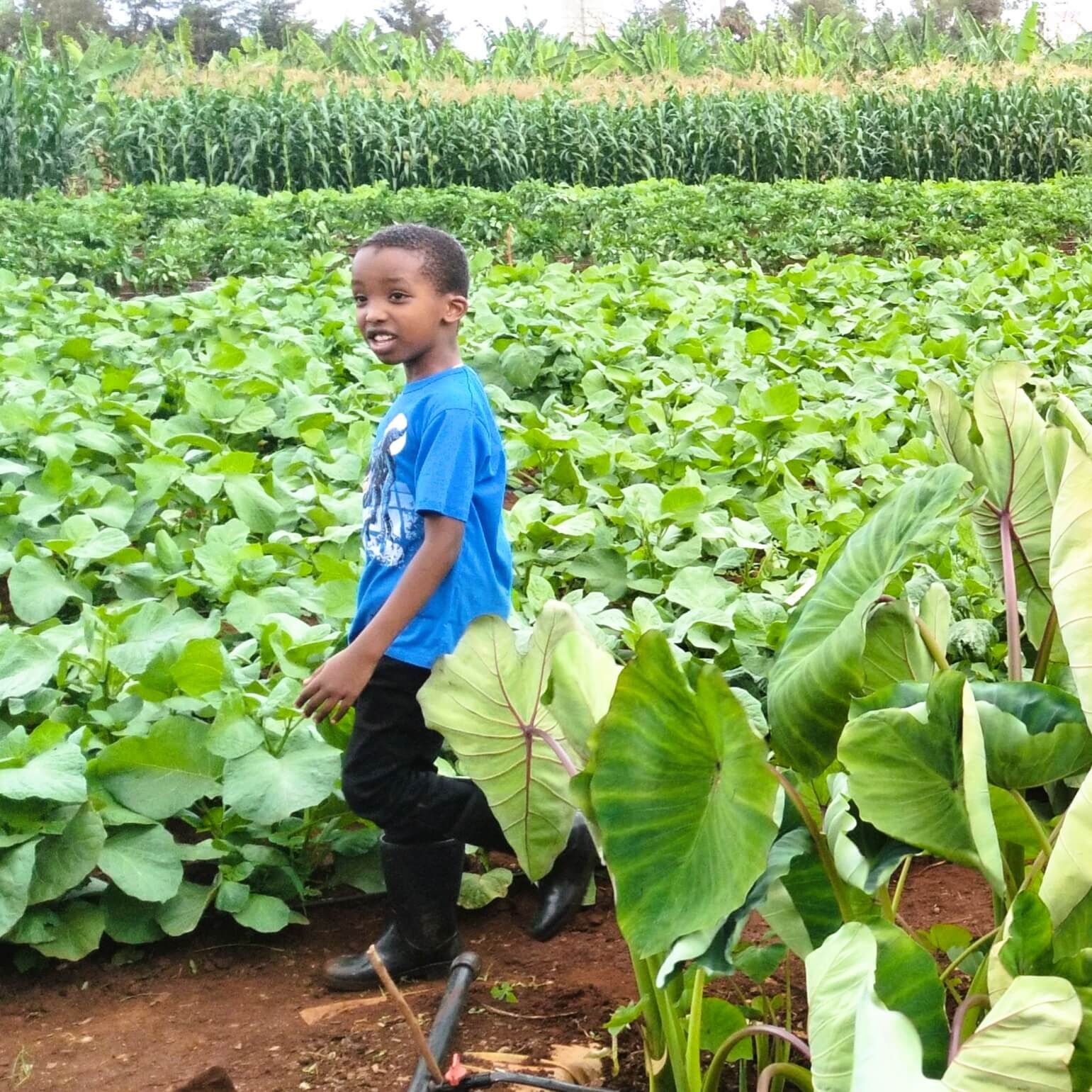 A farm with green crops and a boy in the foreground.