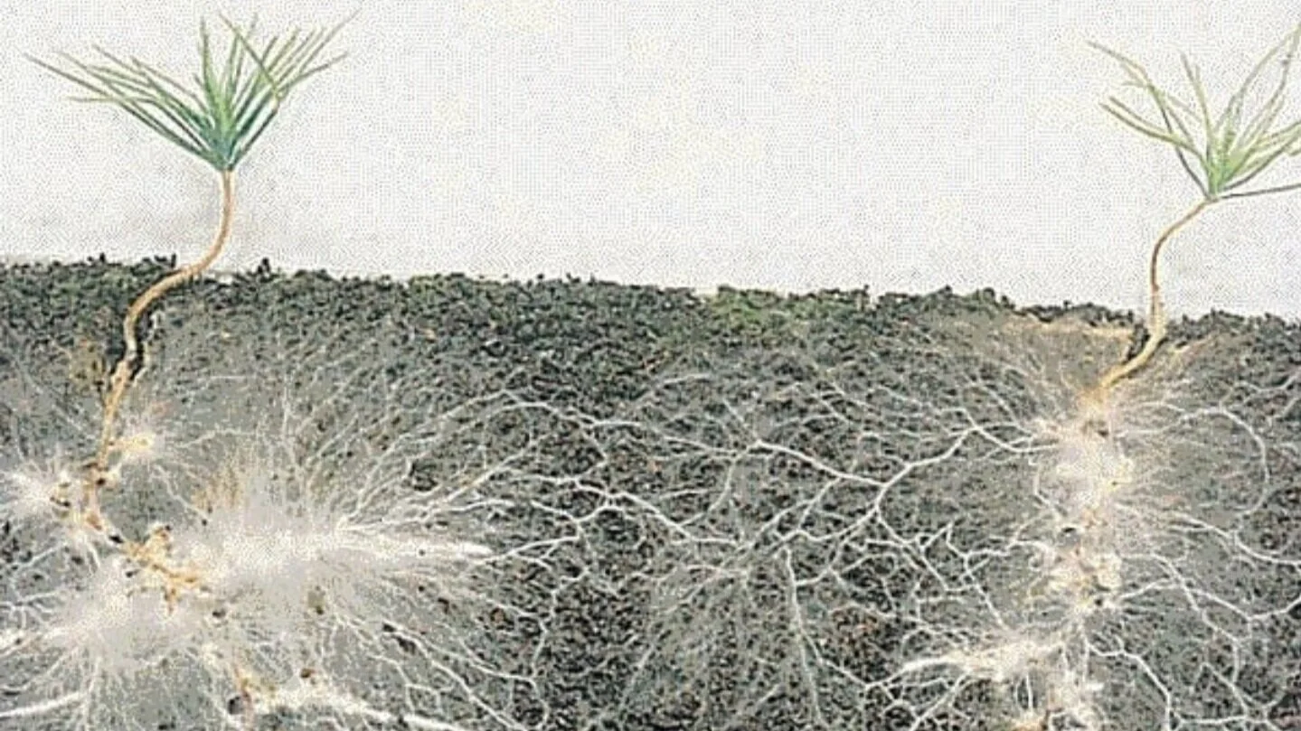 mycorrhizal fungi and plant roots