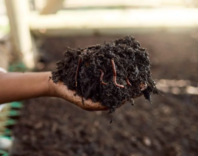 healthy organic soil