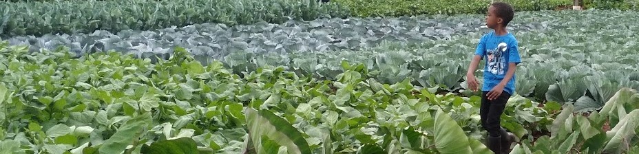 vegetable crop growing vigorously, result of good soil health practices